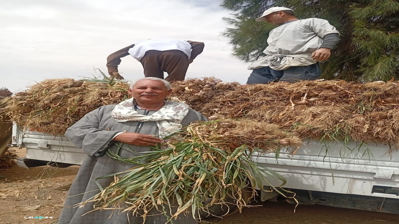 تحديات تواجه تجار الثوم نتيجة تدهور حالة المزارعين في الأسواق المحلية